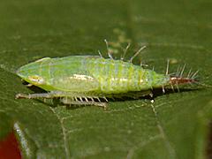 Privet Leafhopper (nymph)